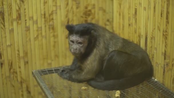 Capuchino marrón sentado en una jaula — Vídeo de stock