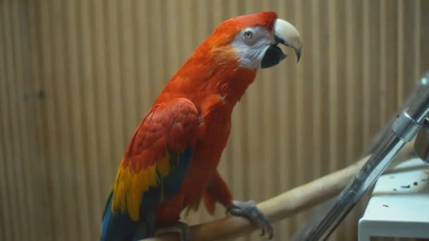 Ара-попугай крупным планом — стоковое видео