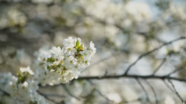 Ciliegi in fiore da vicino — Video Stock