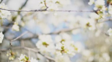 çiçekli kiraz ağaçları yakın çekim