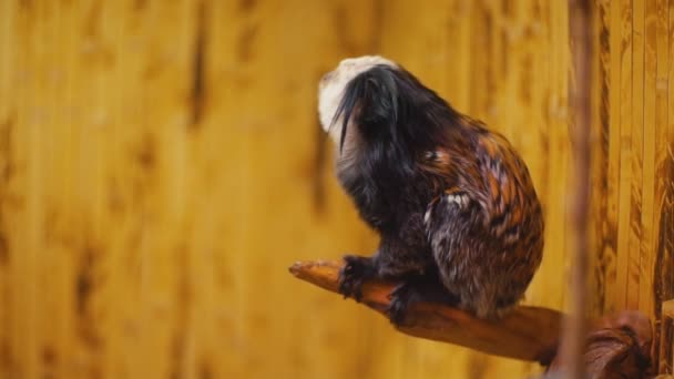 Zwerg-Weißohr-Affe — Stockvideo