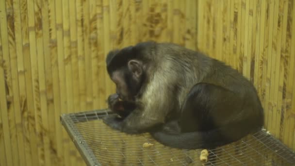 Brown capuchin sitting in a cage — Stock Video