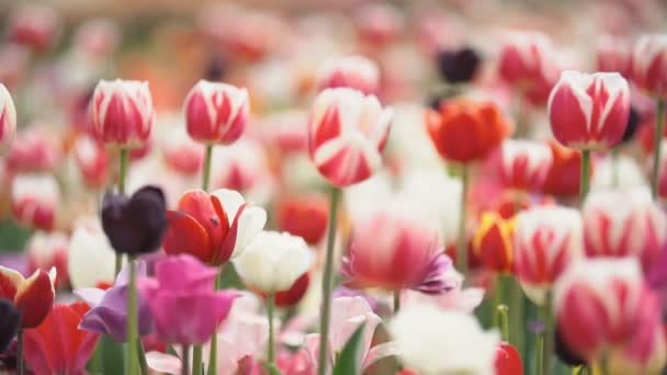 Tulipanes coloridos a corta distancia — Vídeo de stock