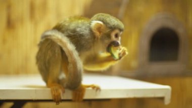 sincap maymun Sajmir