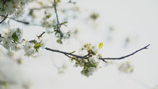 Kvetoucí třešňové stromy zblízka — Stock video