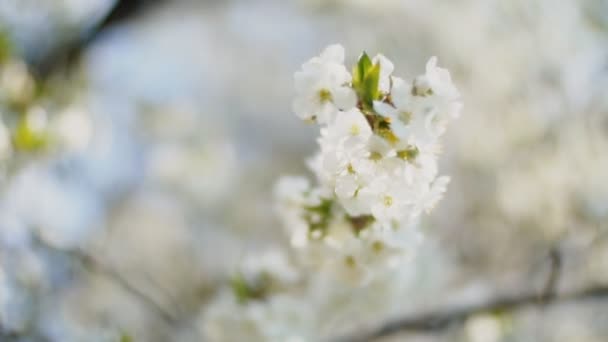 Floração cerejeiras fechar — Vídeo de Stock