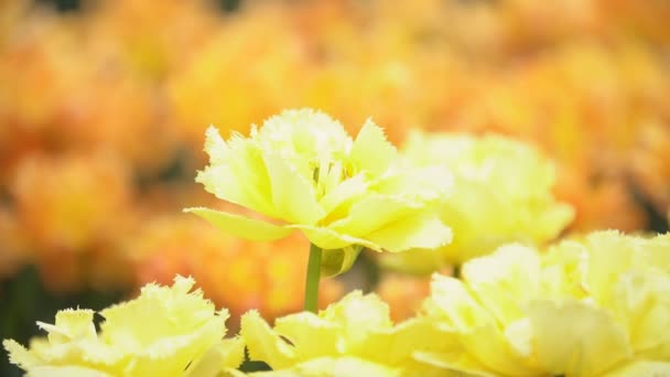 Vértes sárga tulipánok — Stock videók