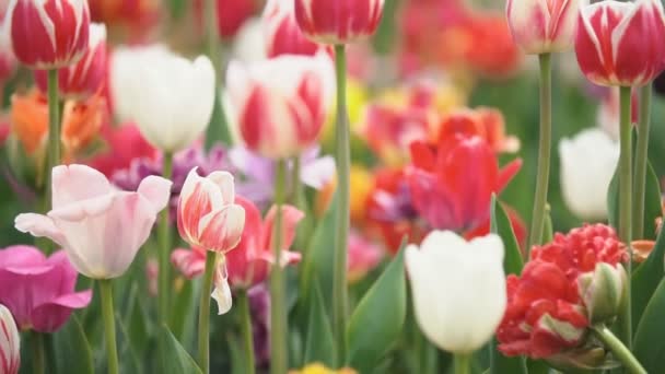 tulipes colorées à bout portant 