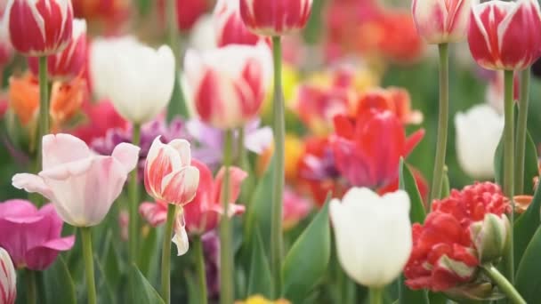 Bunte Tulpen aus nächster Nähe — Stockvideo