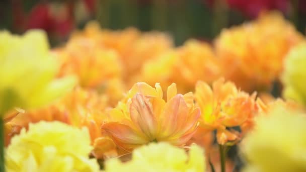 Amarelo tulipas close-up — Vídeo de Stock