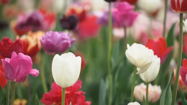 Tulipes colorées à bout portant — Video