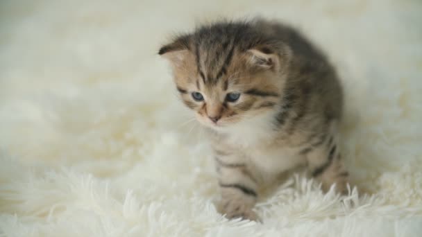 Kleines Kätzchen auf einer Decke — Stockvideo