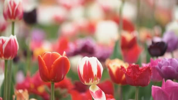 Tulipas coloridas a curta distância — Vídeo de Stock