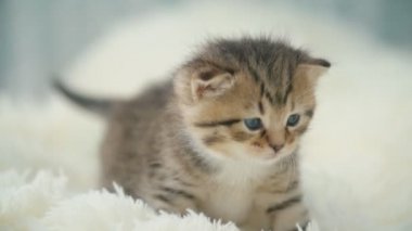 küçük pisi üzerinde bir battaniye