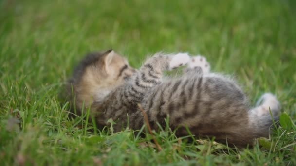 Gatito sentado en la hierba verde — Vídeos de Stock