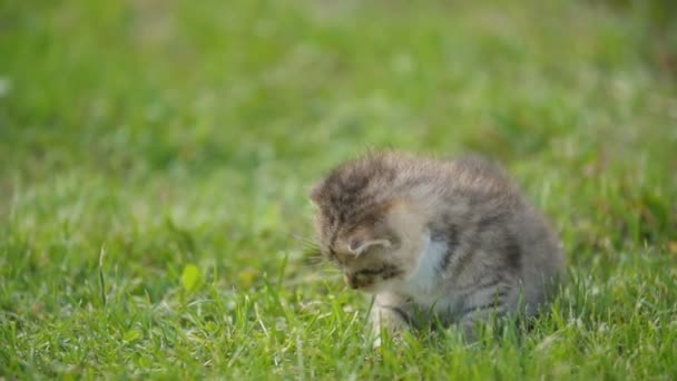 Liten Kitty i det gröna gräset — Stockvideo