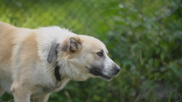 Großer Hund an der Kette — Stockvideo