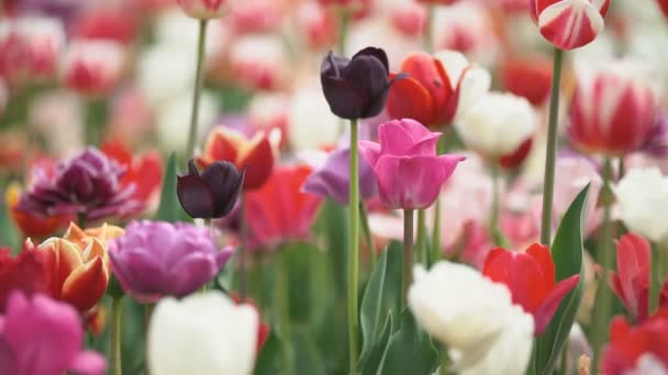 Bunte Tulpen aus nächster Nähe — Stockvideo