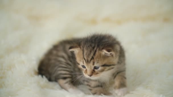 little kitty on a blanket