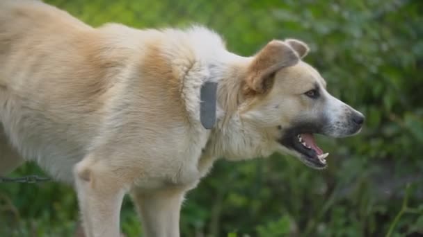 Большая собака на цепи — стоковое видео