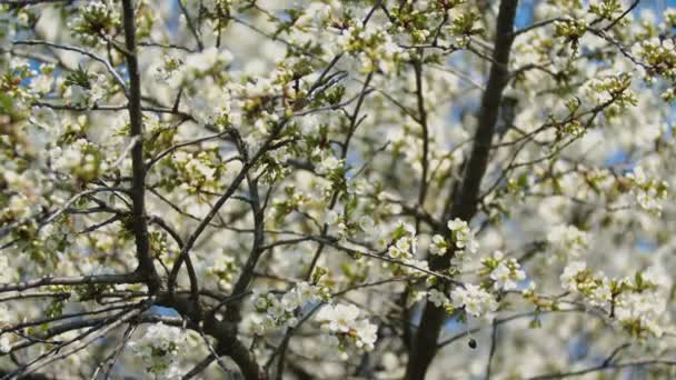 Kwitnące wiśniowe drzewa zbliżenie — Wideo stockowe