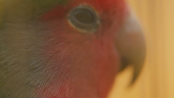 Папуга з дуже близької відстані — стокове відео