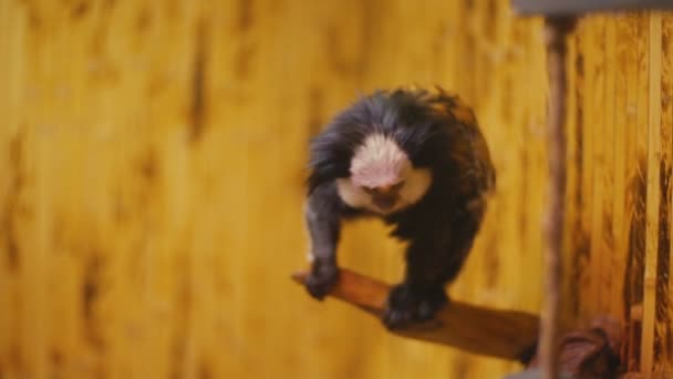 Macaco anão de orelhas brancas — Vídeo de Stock