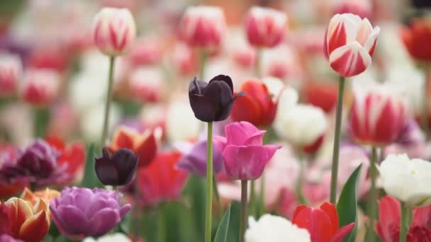 Tulipes colorées à bout portant — Video