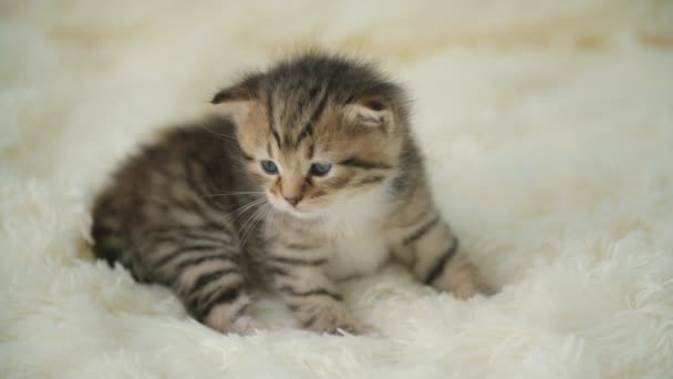 Kis cica egy takarót — Stock videók