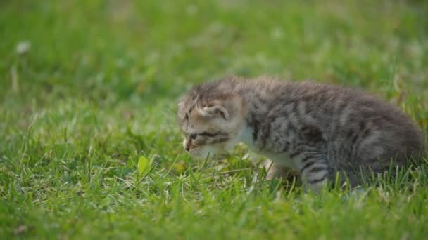 Gatito sentado en la hierba verde — Vídeos de Stock