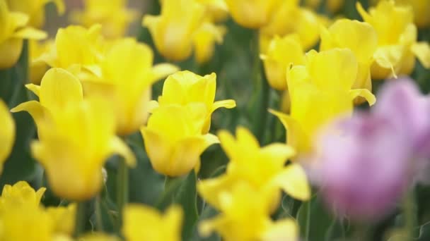 Tulipes jaunes gros plan 