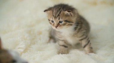 küçük pisi üzerinde bir battaniye