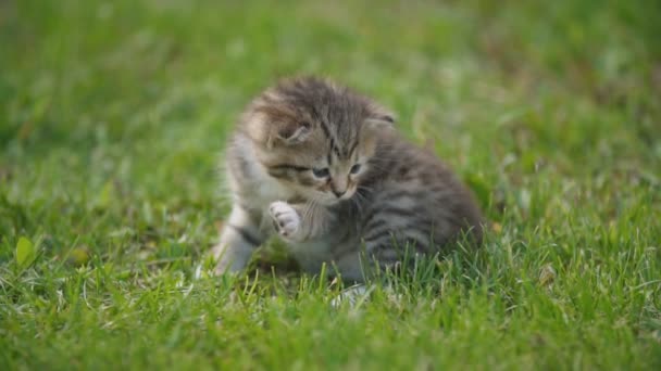 Liten kattunge sitter i det gröna gräset — Stockvideo