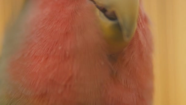 Попугай с очень близкого расстояния — стоковое видео