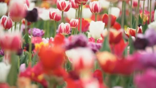 Barevné tulipány v těsné blízkosti — Stock video