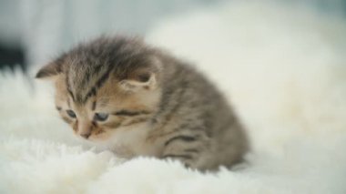 küçük pisi üzerinde bir battaniye