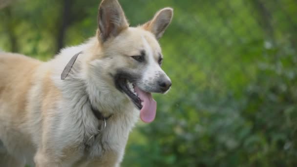 Gros chien sur une chaîne 