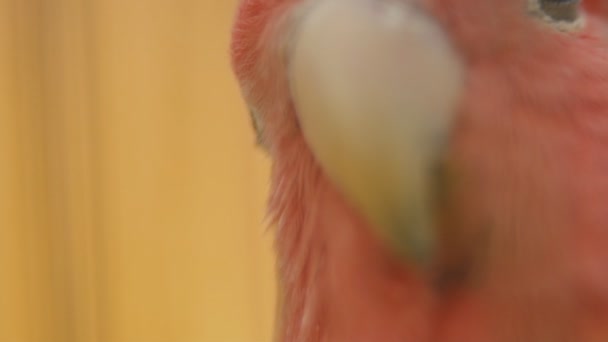 鹦鹉从非常接近的范围 — 图库视频影像
