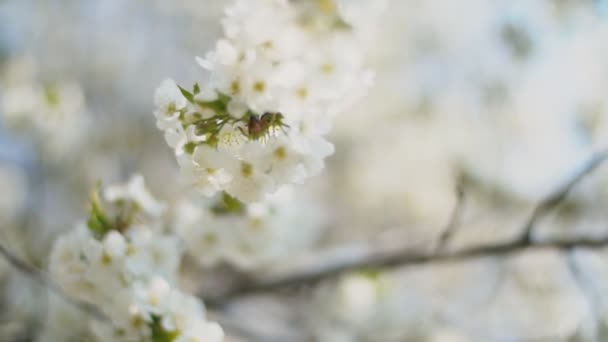 Flowering cherry trees close up — Stock Video