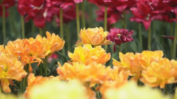 Tulipes jaunes gros plan 