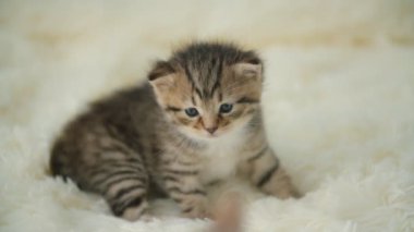 küçük pisi üzerinde bir battaniye