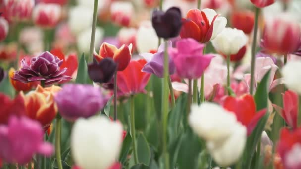 Красочные тюльпаны с близкого расстояния — стоковое видео