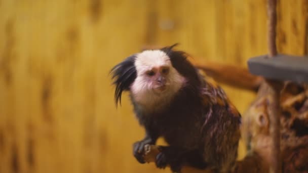 Macaco da raça marmoset — Vídeo de Stock