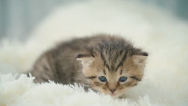 Маленькая кошечка на одеяле — стоковое видео