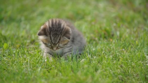 Liten Kitty i det gröna gräset — Stockvideo