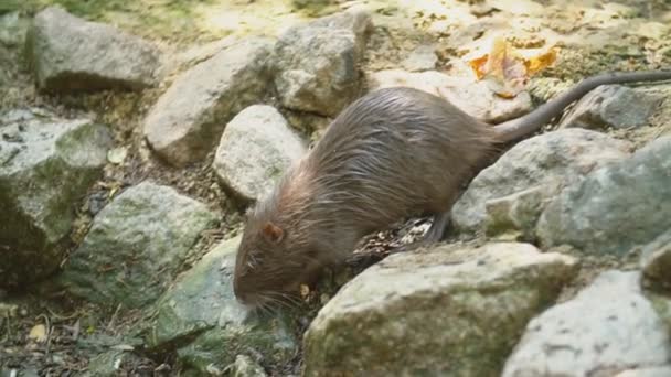 Nutria гуляет по камням — стоковое видео