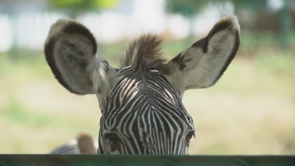 Orelhas Grevys Zebra — Vídeo de Stock