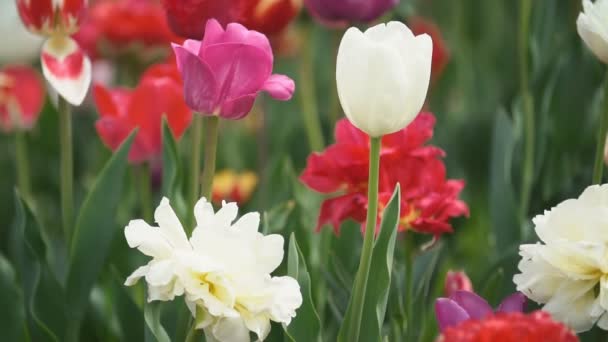 Tulipanes coloridos a corta distancia — Vídeos de Stock