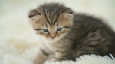 küçük pisi üzerinde bir battaniye