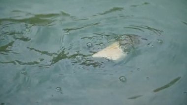 balık suya atılan ekmek yemek